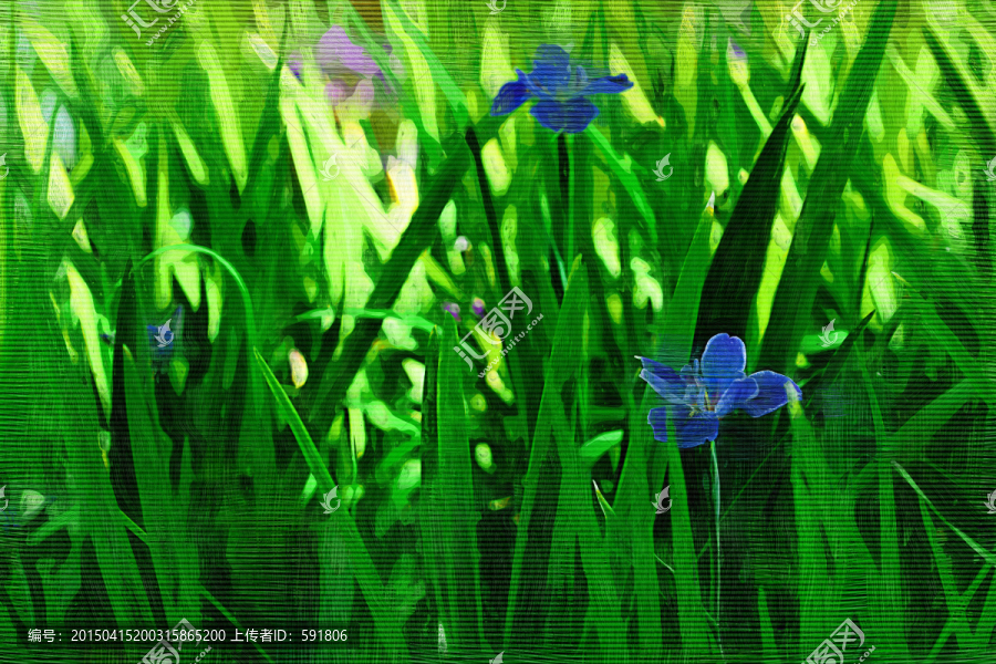 鳶尾花（油畫）