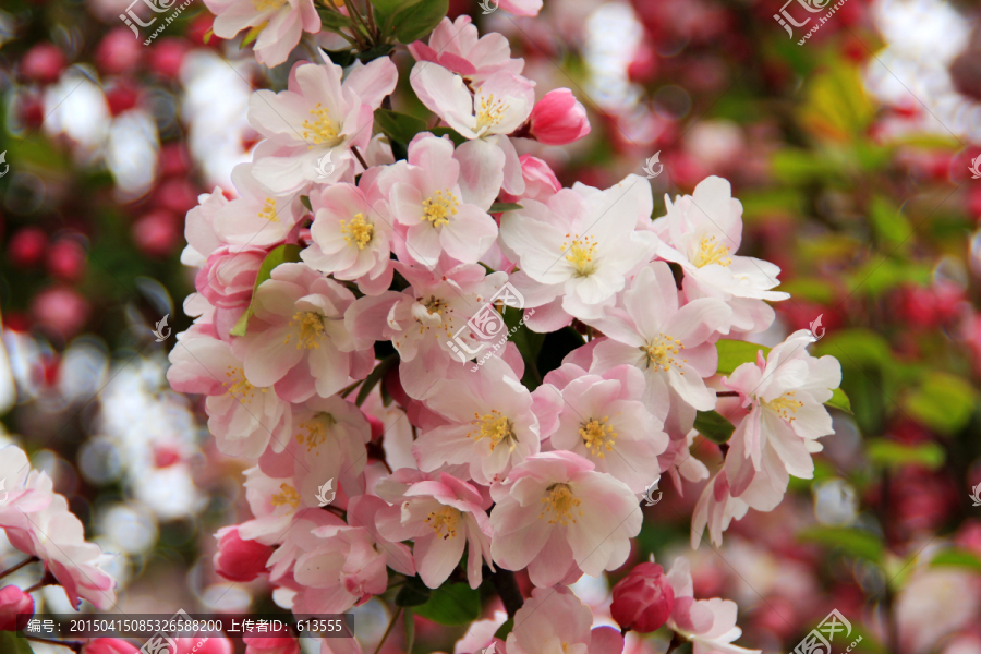 桃花红色鲜花花卉绿色植物