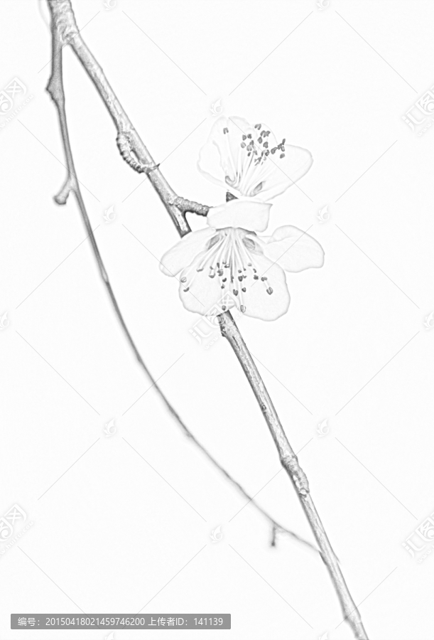 桃花素描