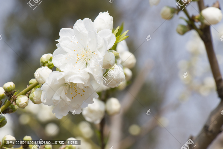 樱花,桃花,梨花,花卉