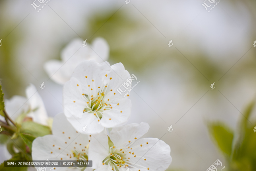 樱花,梨花,桃花,花卉