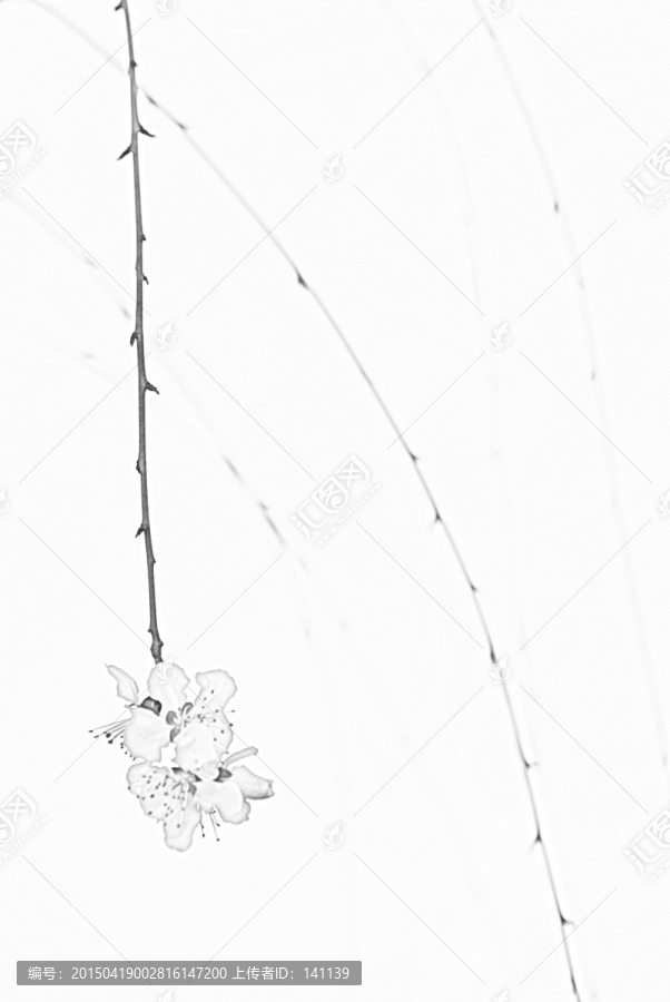 桃花素描