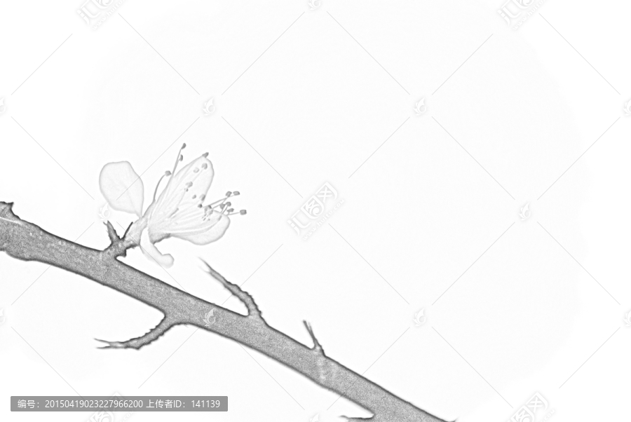 桃花素描