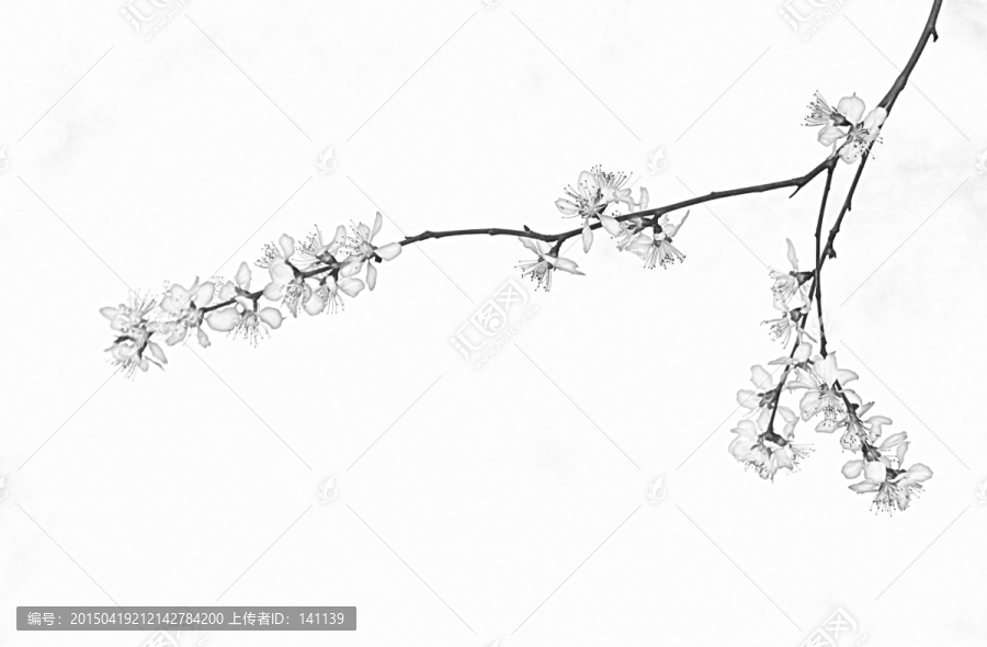 桃花素描