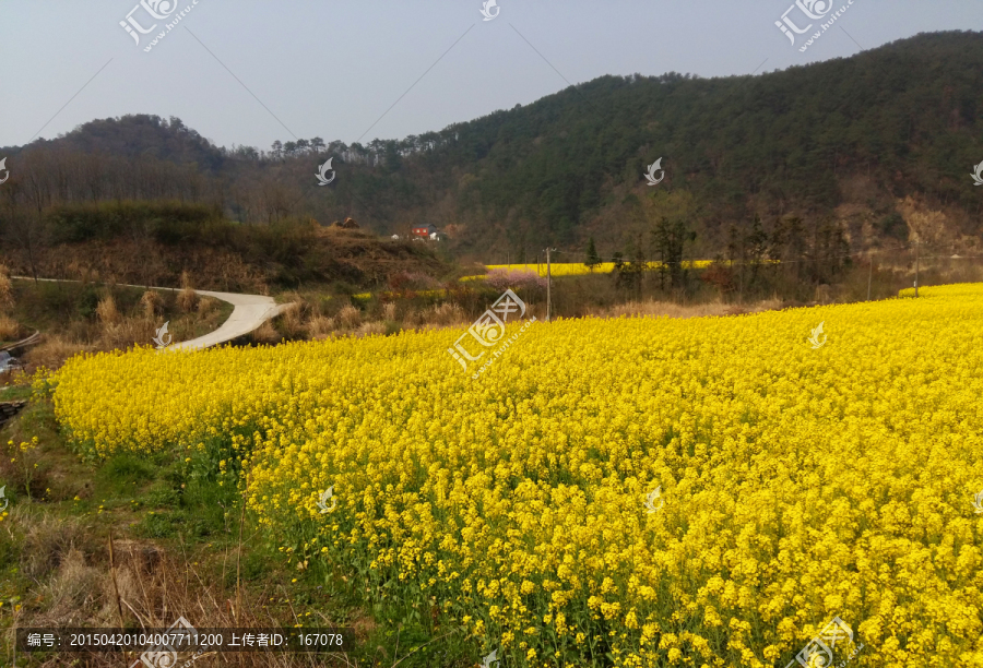 油菜花