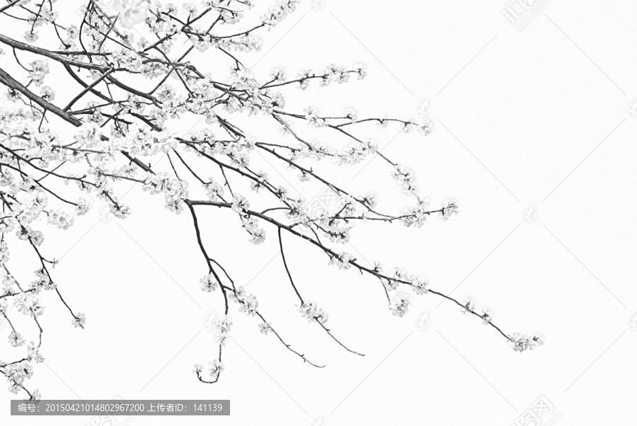 桃花素描