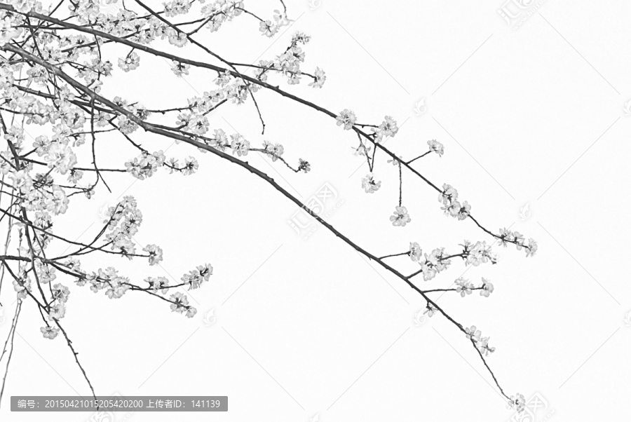 桃花素描