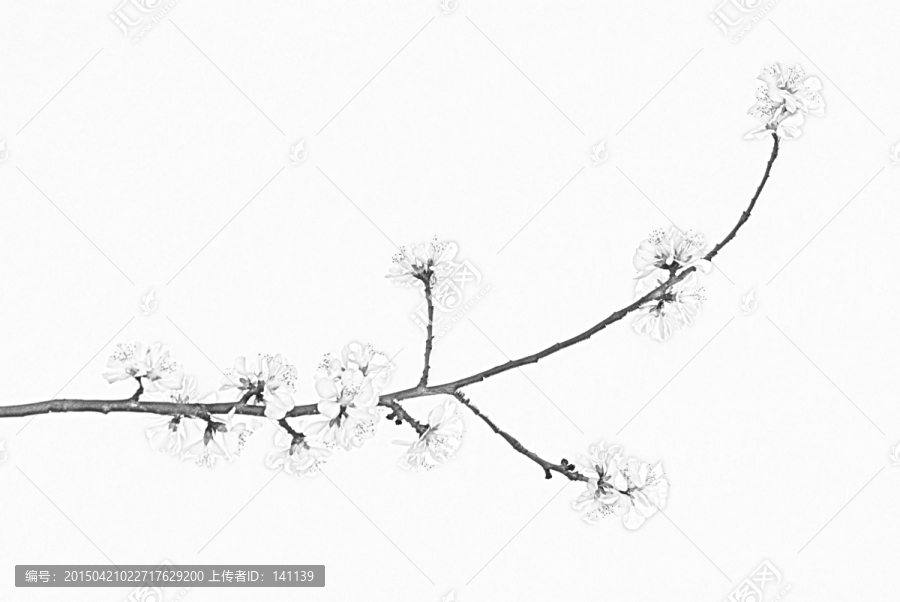 桃花素描