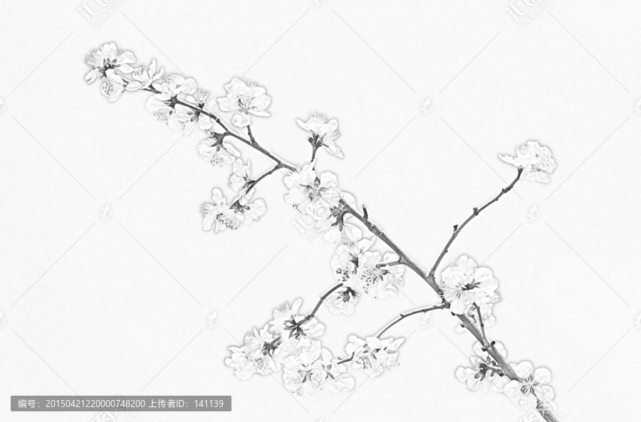 桃花素描