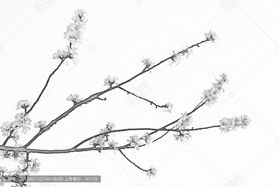 桃花素描