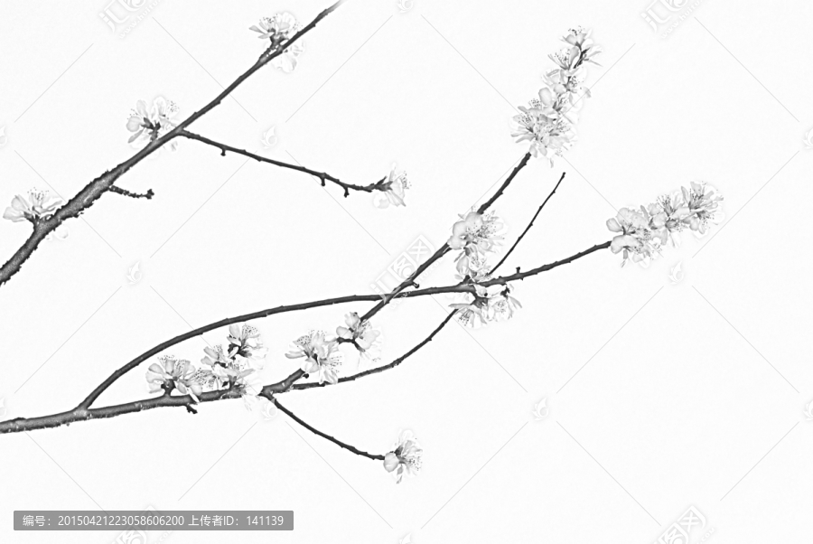 桃花素描