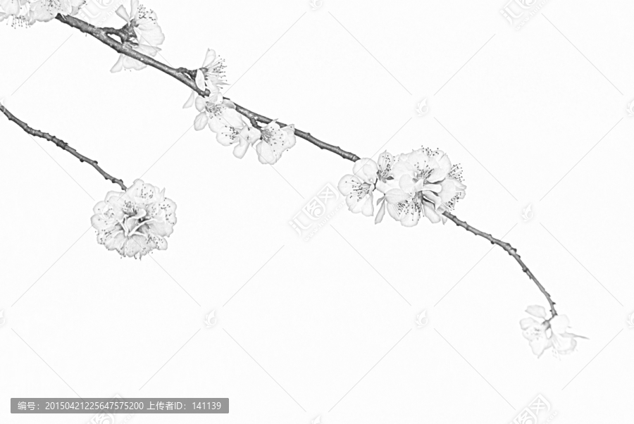桃花素描