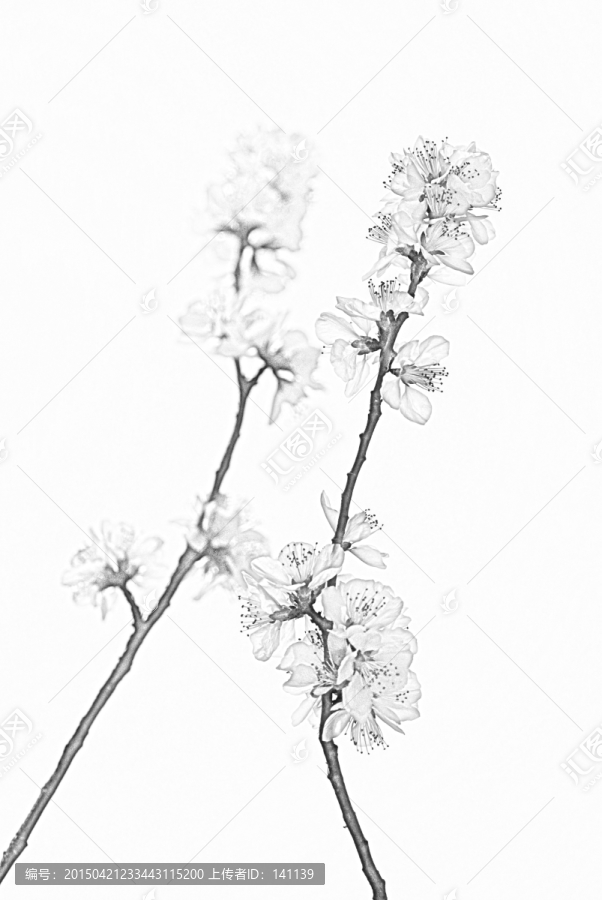 桃花素描