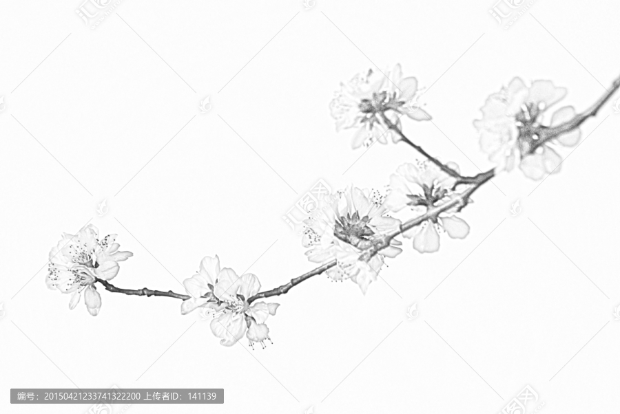 桃花素描