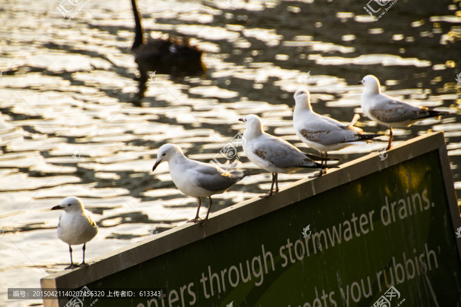 南澳蓝湖一排栖息的银鸥