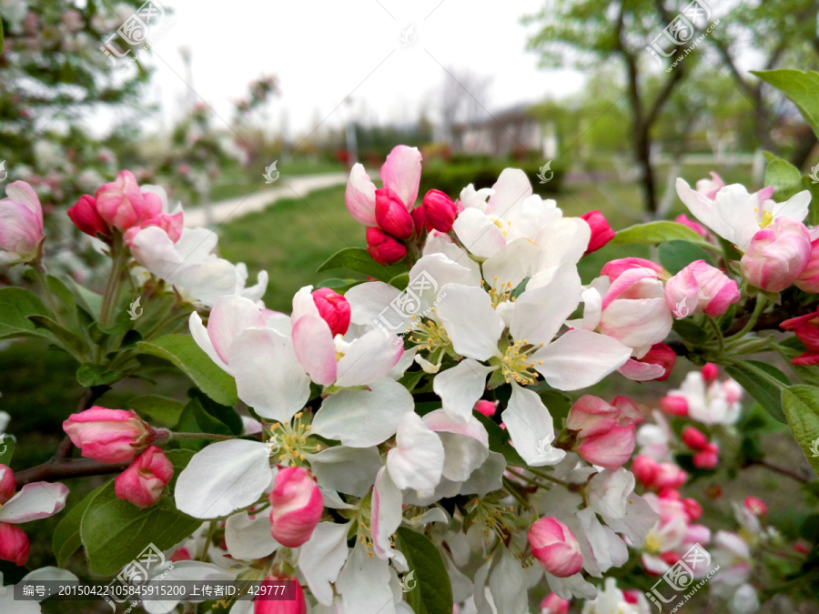 李子花