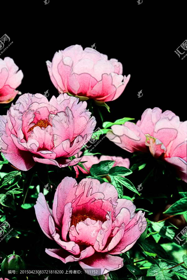 牡丹花