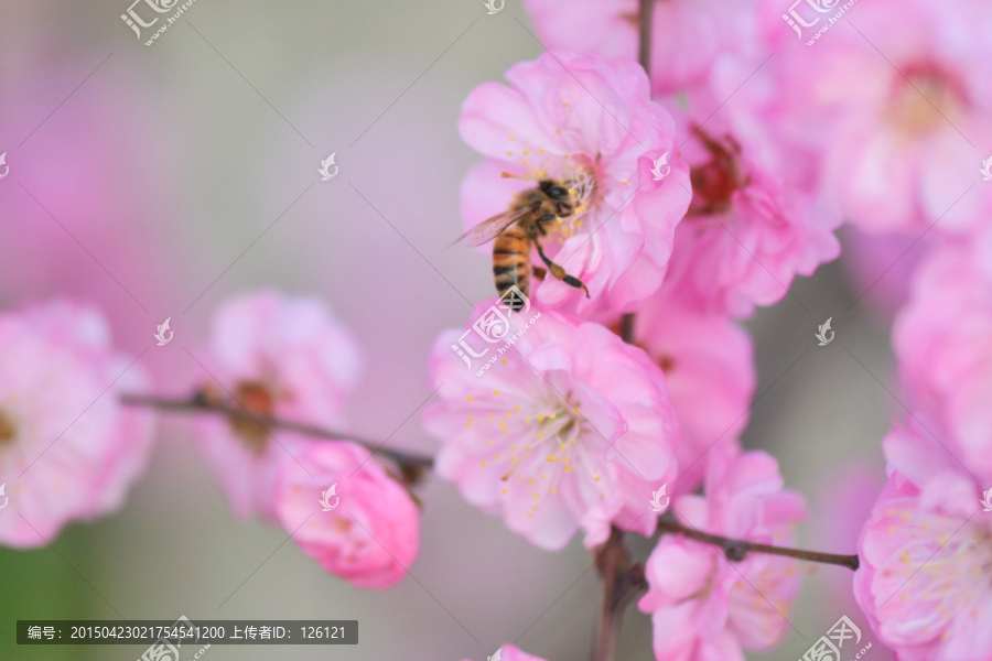 蜜蜂与梅花