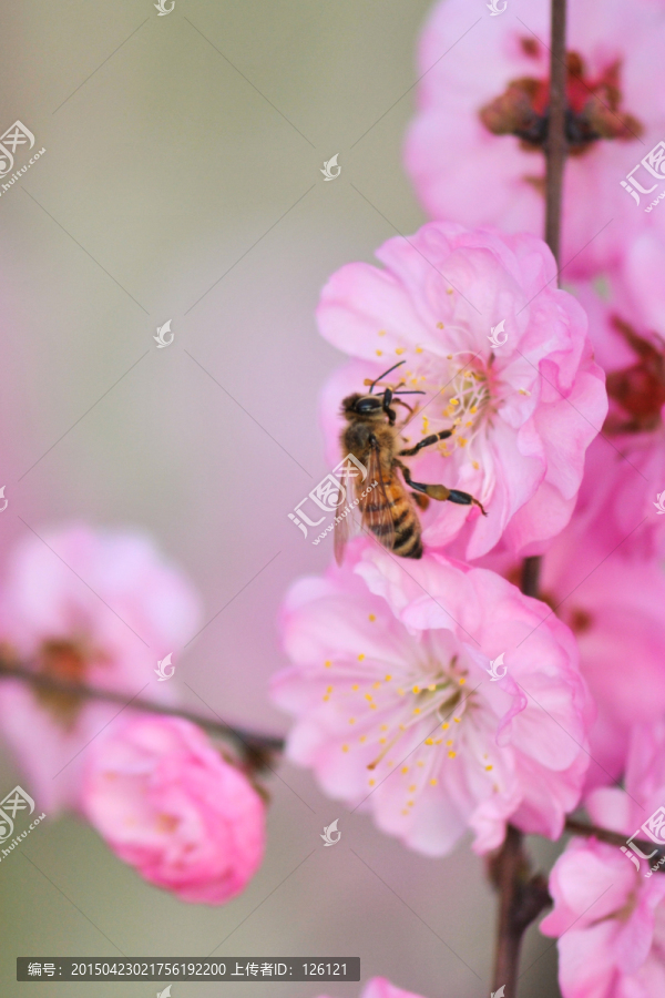 蜜蜂与梅花