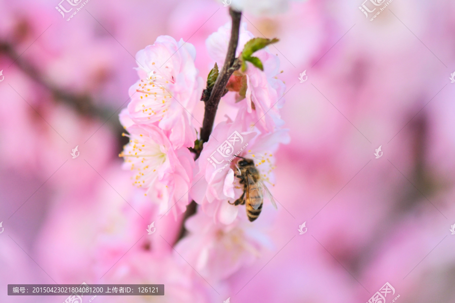 蜜蜂与梅花