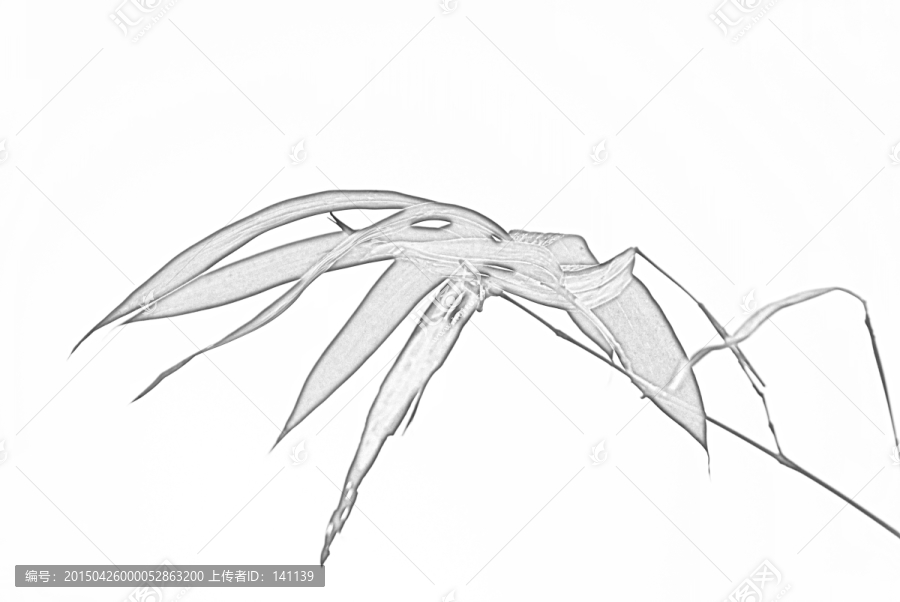 竹子素描