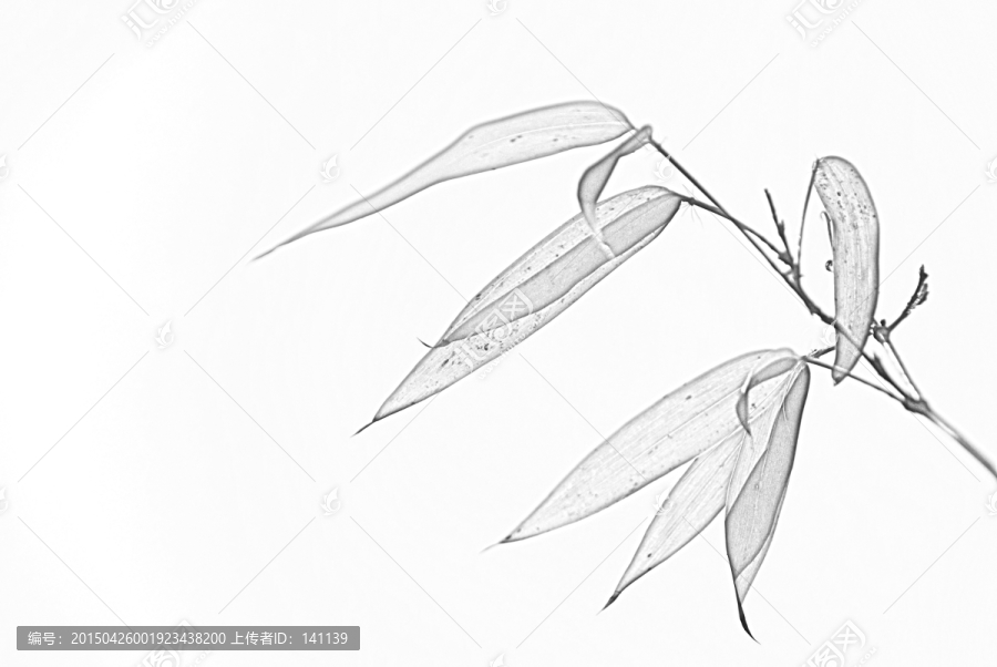 竹子素描