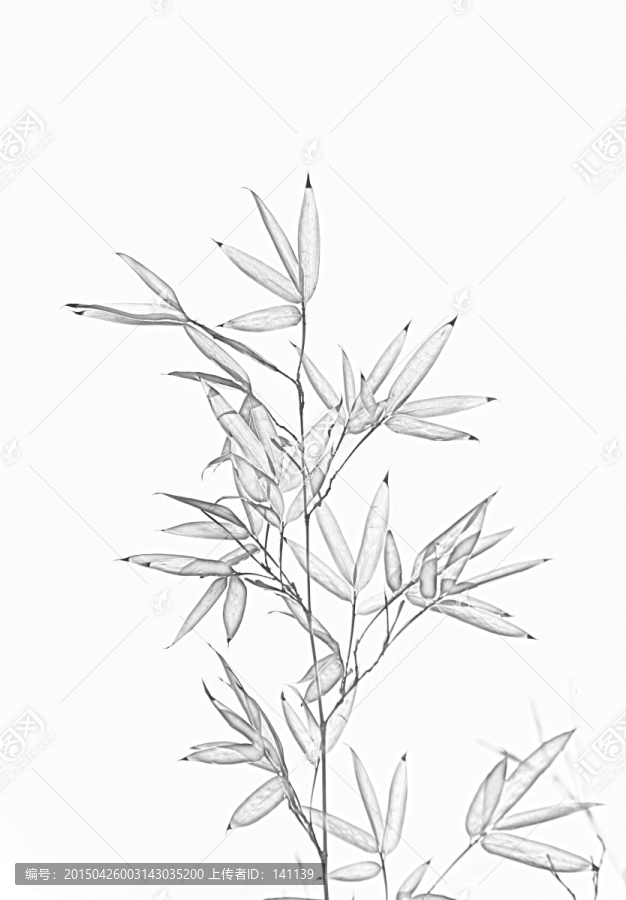 竹子素描