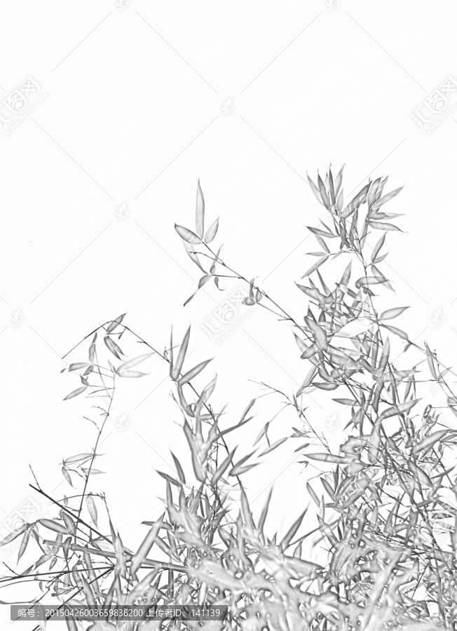 竹子素描