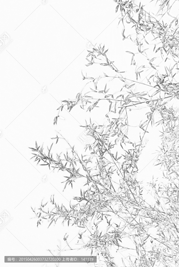 竹子素描