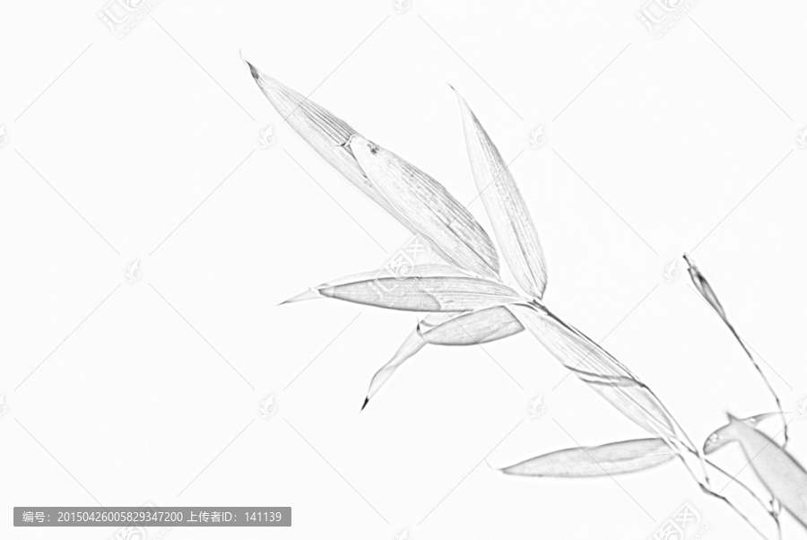 竹子素描