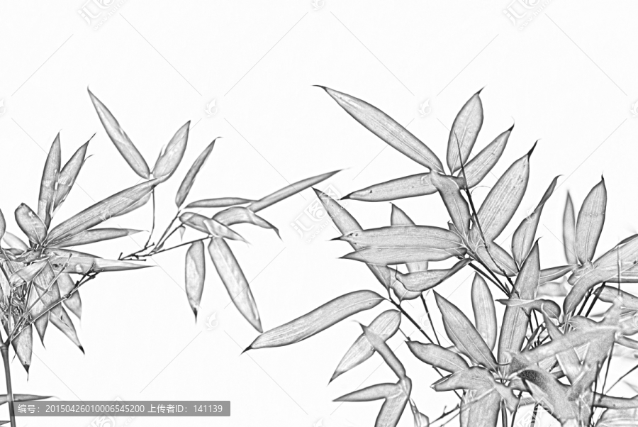 竹子素描