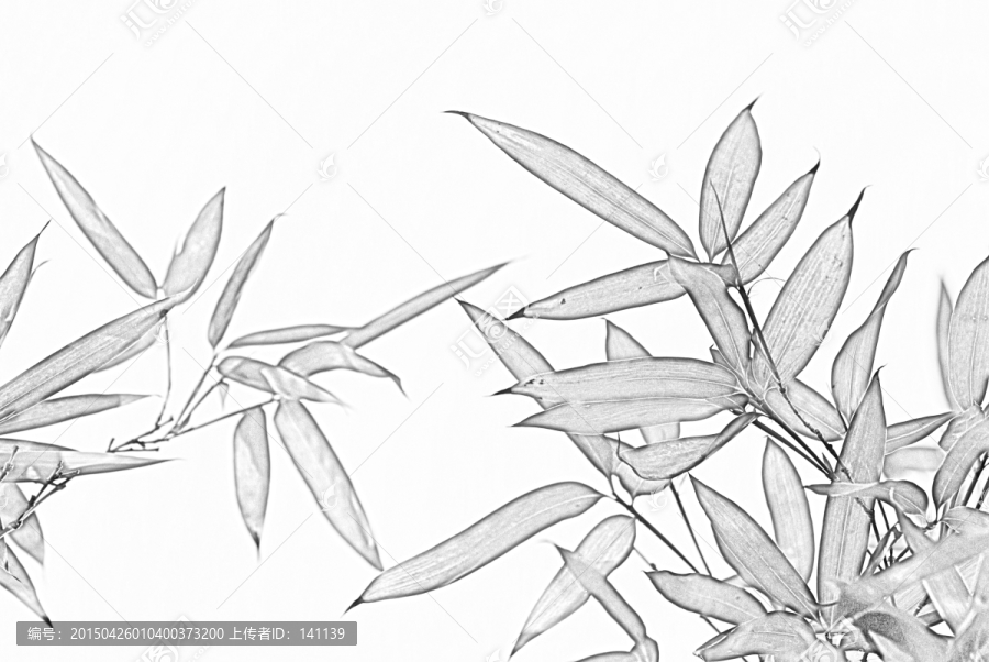 竹子素描