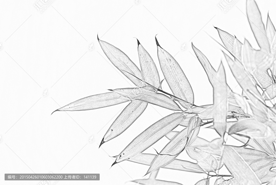 竹子素描