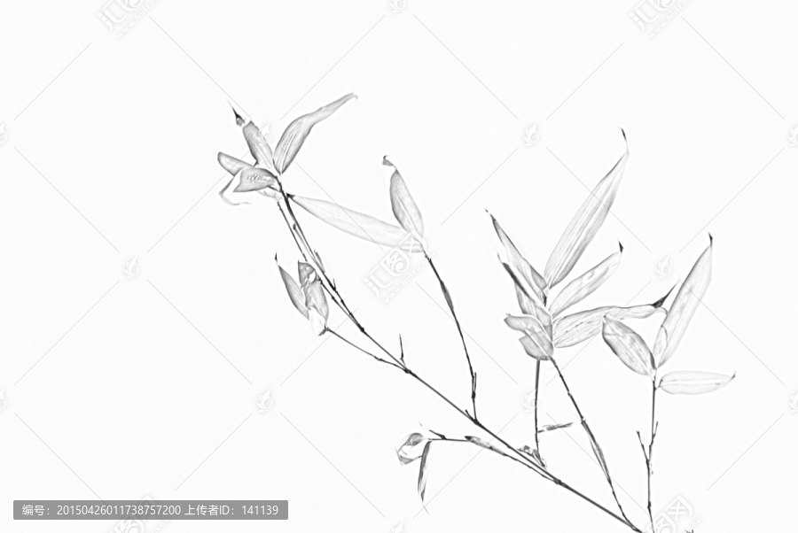 竹子素描