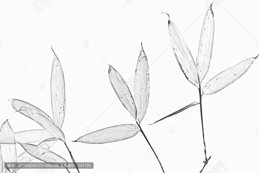 竹子素描