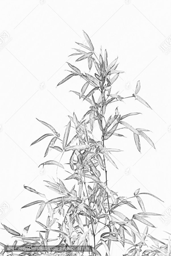 竹子素描