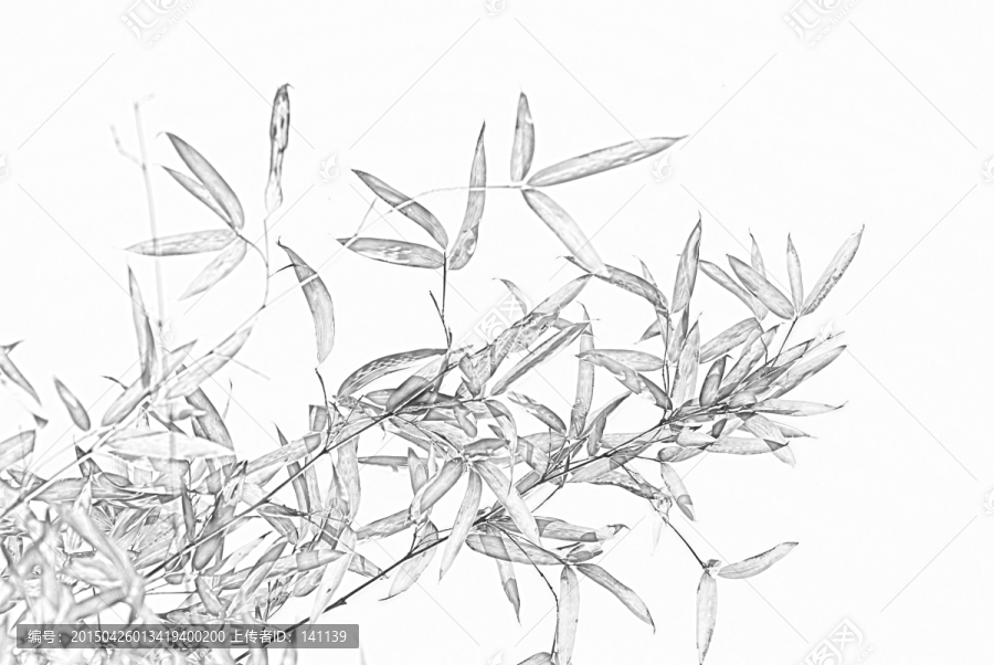 竹子素描