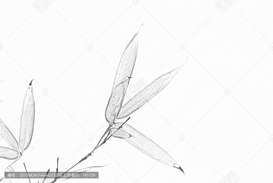 竹子素描