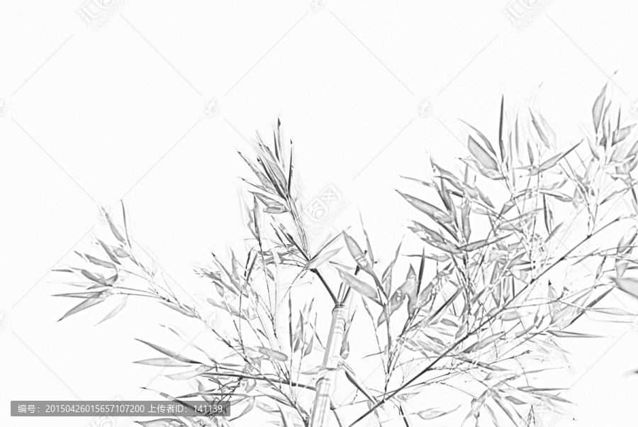 竹子素描