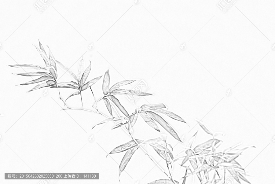 竹子素描
