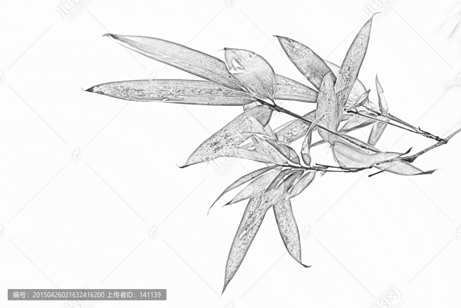 竹子素描