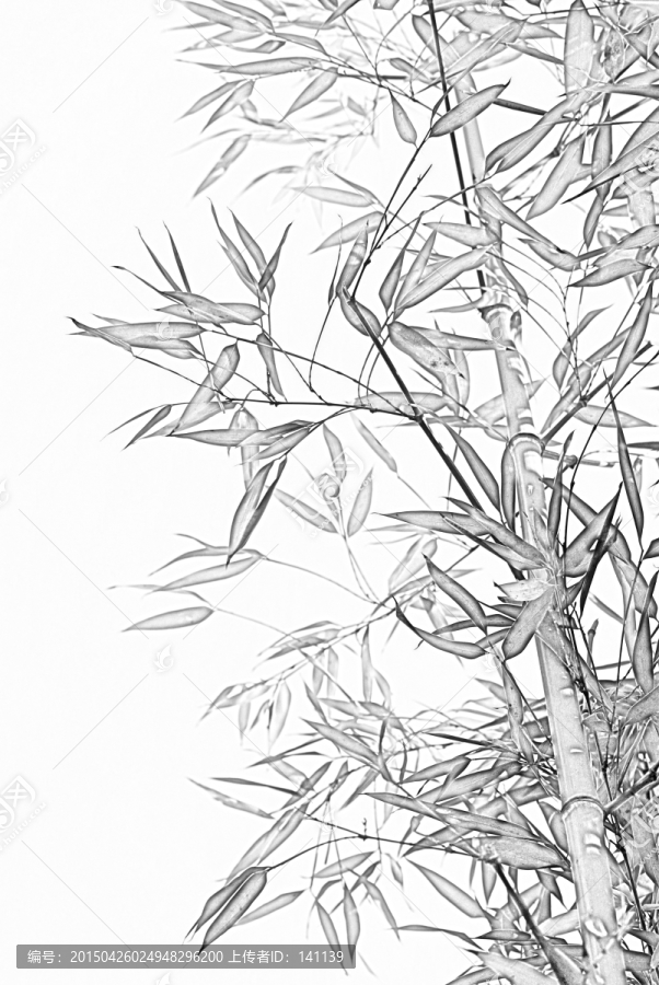 竹子素描