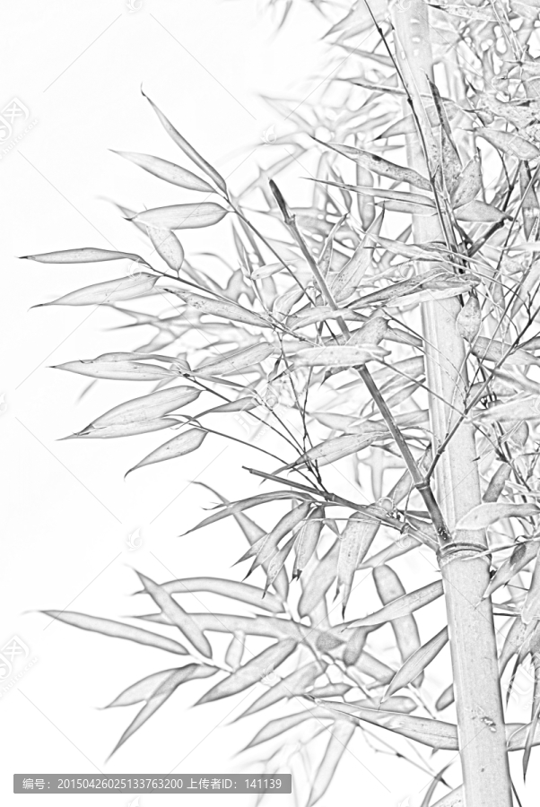 竹子素描