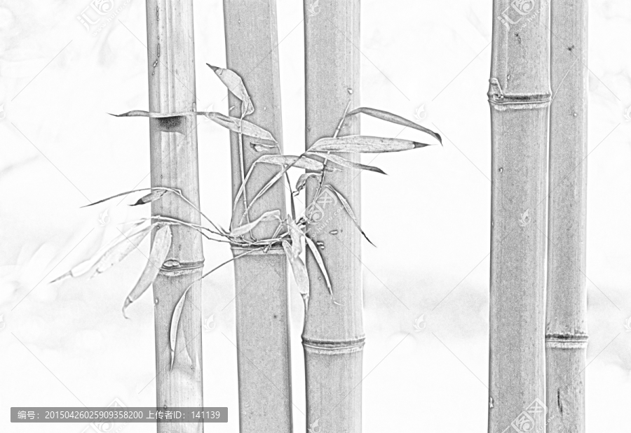 竹子素描