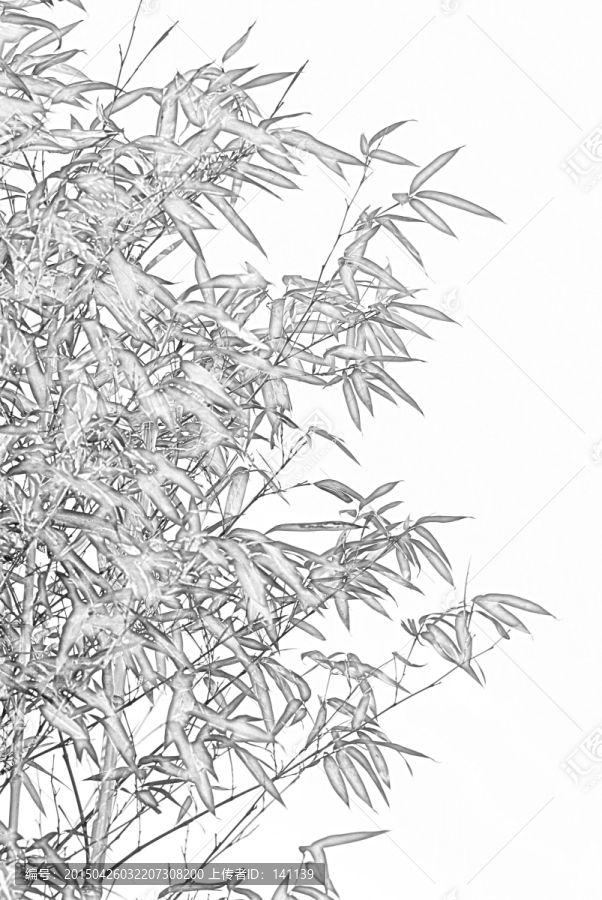 竹子素描
