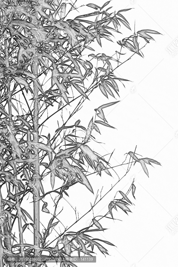 竹子素描