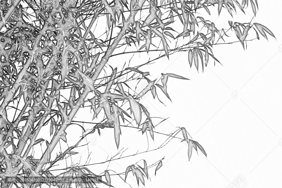 竹子素描