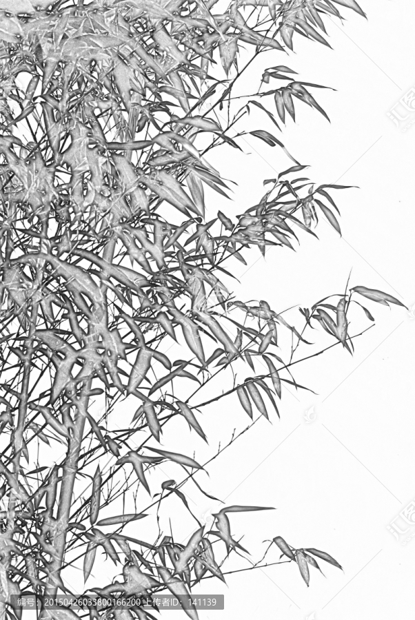 竹子素描