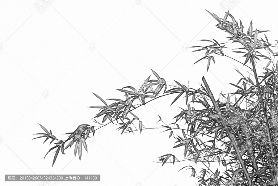 竹子素描