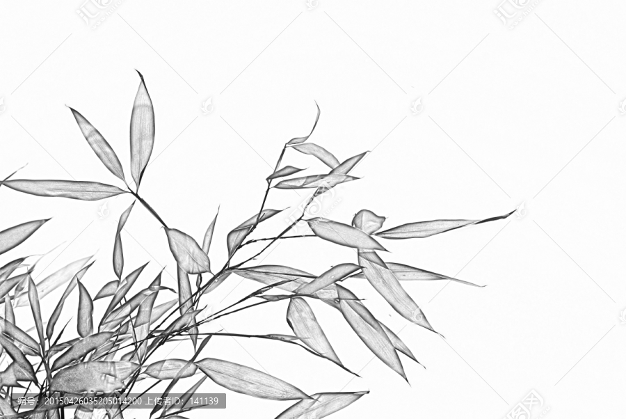 竹子素描